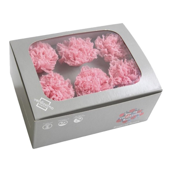CARNATION PASTEL PINK 6 UD