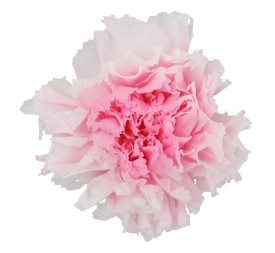 CARNATION WHITE PINK 6 UD