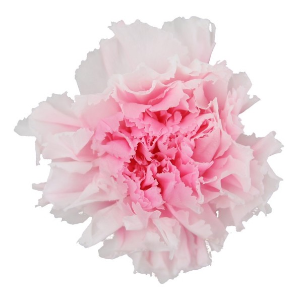 CARNATION WHITE PINK 6 UD