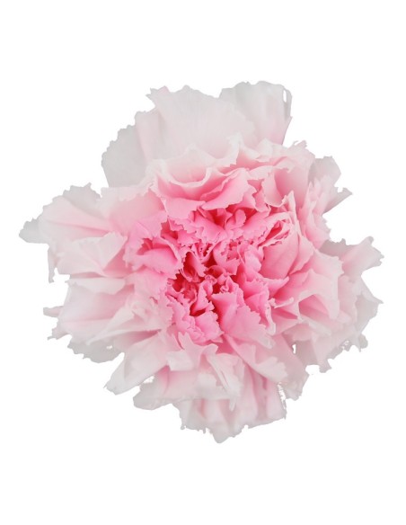 CARNATION WHITE PINK 6 UD