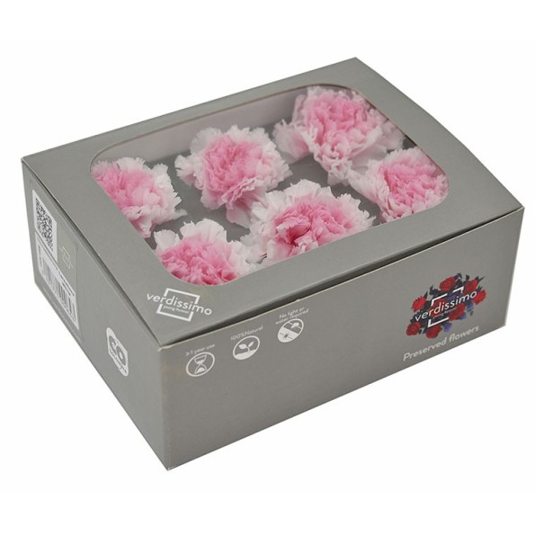 CARNATION WHITE PINK 6 UD