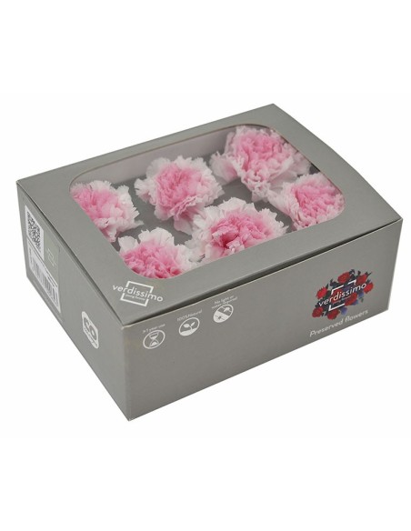CARNATION WHITE PINK 6 UD