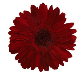 GERBERA RED 4 UD