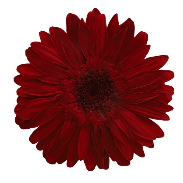 GERBERA RED 4 UD