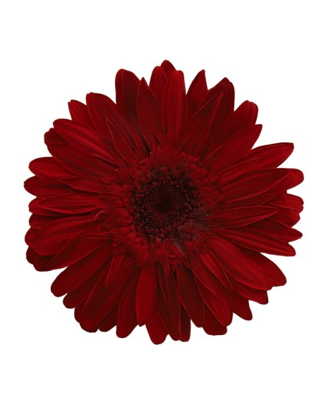 GERBERA RED 4 UD