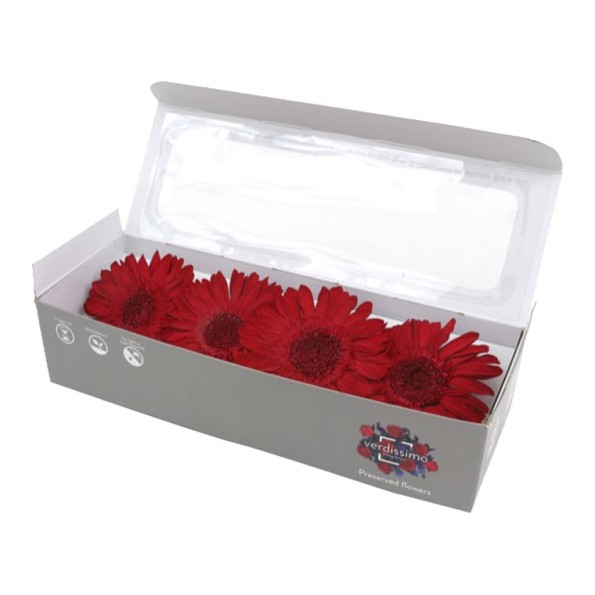 GERBERA RED 4 UD
