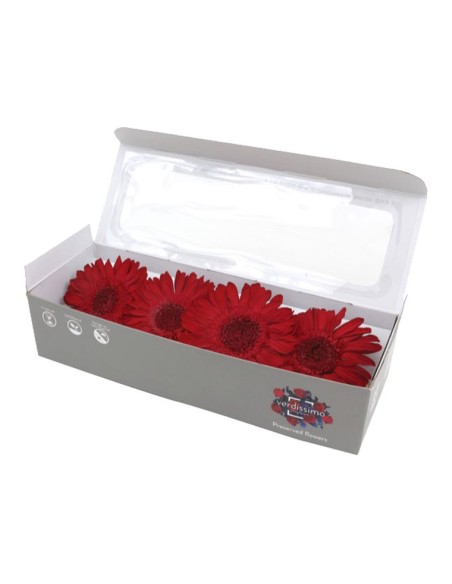 GERBERA RED 4 UD