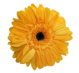 GERBERA WARM YELLOW 4 UD