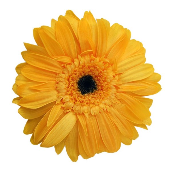GERBERA WARM YELLOW 4 UD