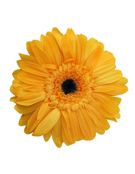 GERBERA WARM YELLOW 4 UD