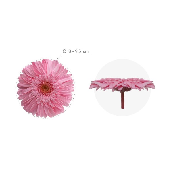 GERBERA LIGHT PINK 4UD