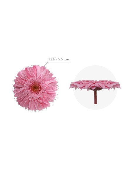 GERBERA LIGHT PINK 4UD