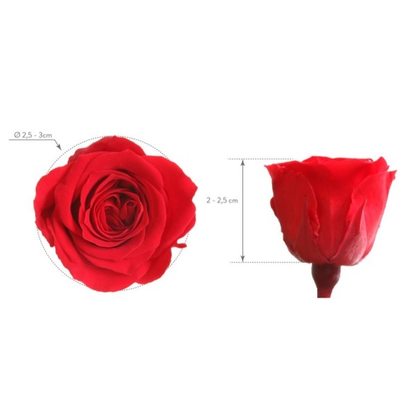 ROSE PRINCESS RED 16UD