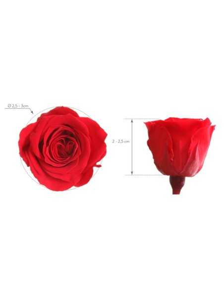 ROSE PRINCESS RED 16UD