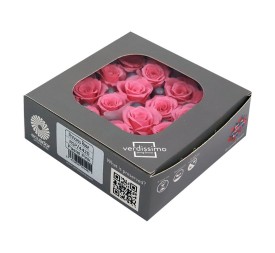 ROSE PRINCESS PASTEL PINK 16UD