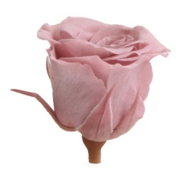 ROSE PRONCESS CHERRY VINTAGE 16UD