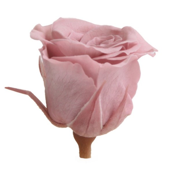ROSE PRONCESS CHERRY VINTAGE 16UD