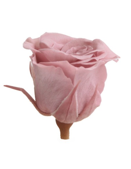 ROSE PRONCESS CHERRY VINTAGE 16UD