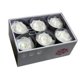 ROSE STANDARD W-BOX 6 WHITE