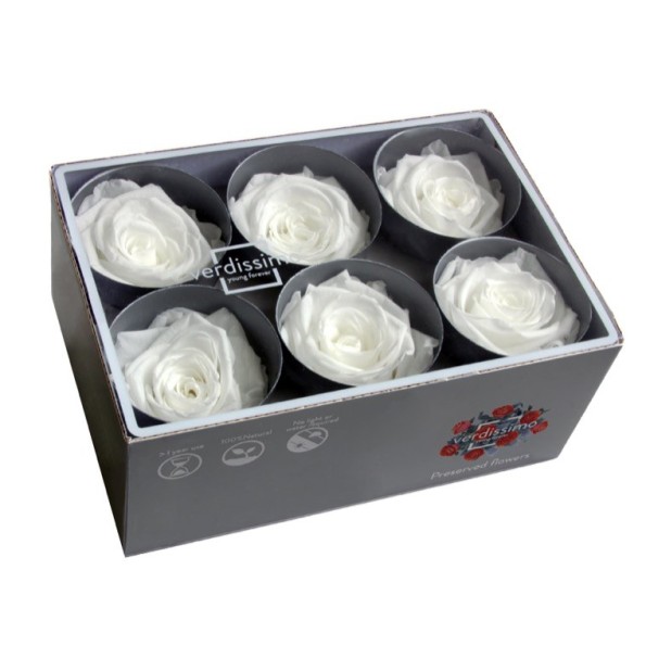 ROSE STANDARD W-BOX 6 WHITE
