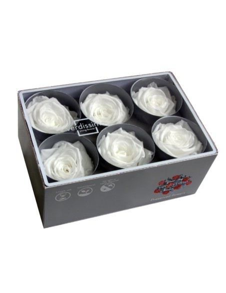 ROSE STANDARD W-BOX 6 WHITE