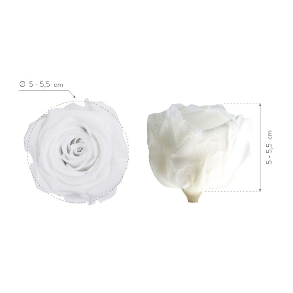 ROSE STANDARD W-BOX 6 WHITE