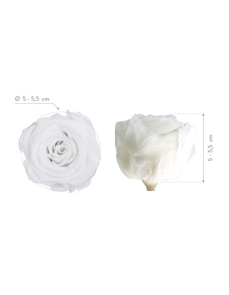 ROSE STANDARD W-BOX 6 WHITE
