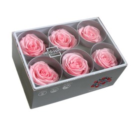 ROSE STANDARD W-BOX 6 PASTEL PINK