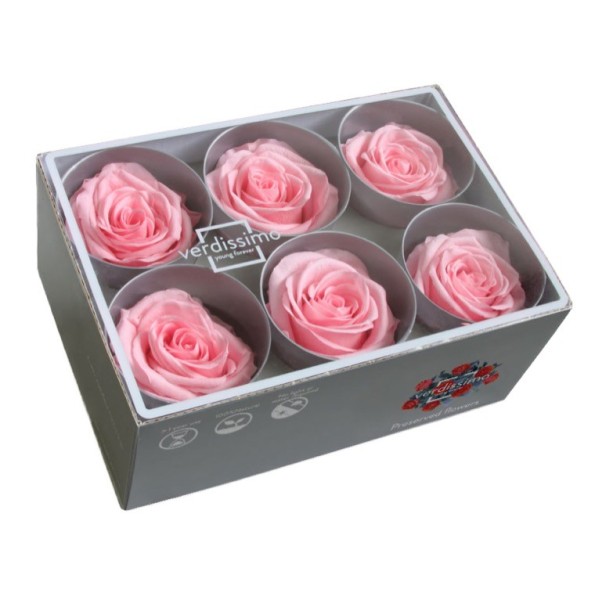 ROSE STANDARD W-BOX 6 PASTEL PINK