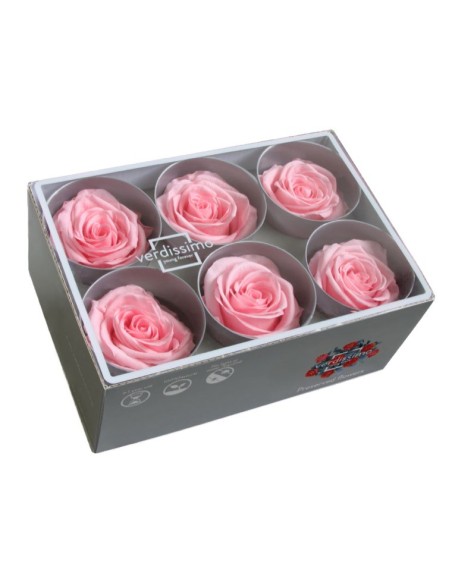 ROSE STANDARD W-BOX 6 PASTEL PINK
