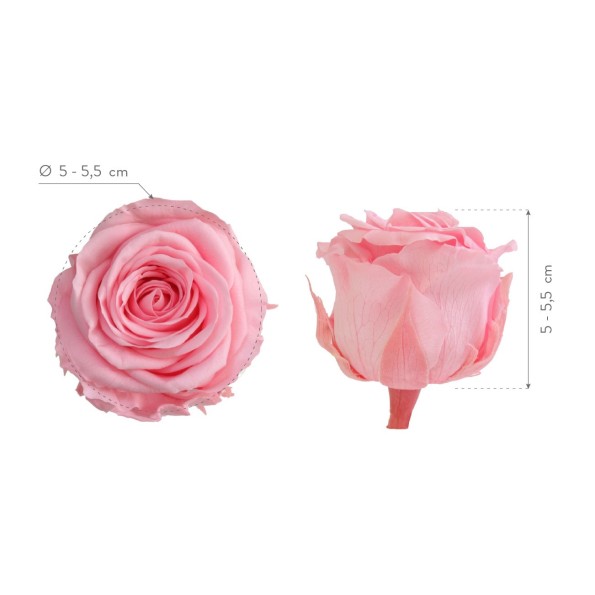 ROSE STANDARD W-BOX 6 PASTEL PINK