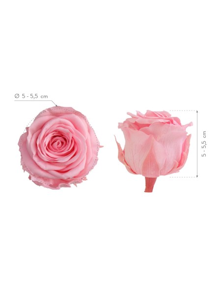 ROSE STANDARD W-BOX 6 PASTEL PINK