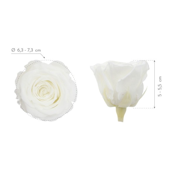 ROSE QUEEN WHITE 5 UD