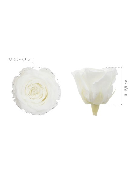 ROSE QUEEN WHITE 5 UD