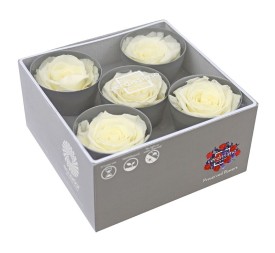 ROSE QUEEN WHITE 5 UD