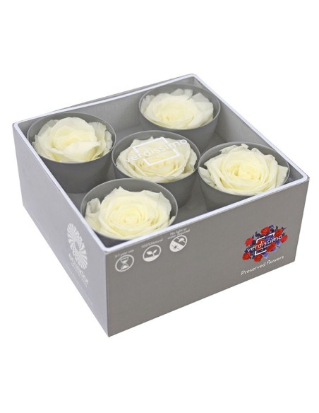 ROSE QUEEN WHITE 5 UD