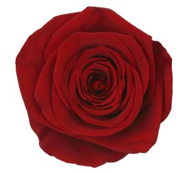 ROSE QUEEN RED 5UD