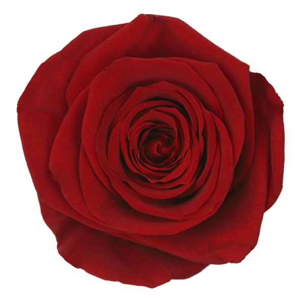 ROSE QUEEN RED 5UD