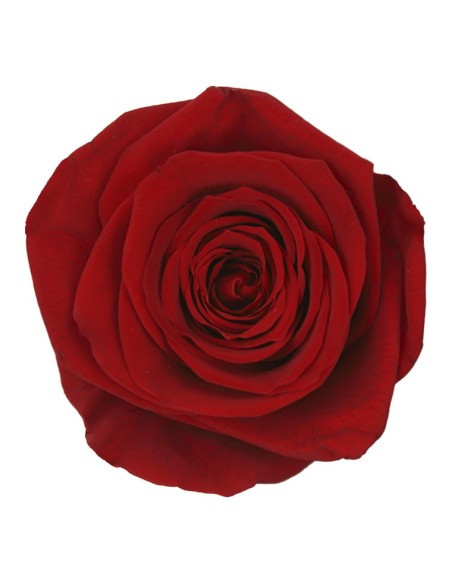 ROSE QUEEN RED 5UD