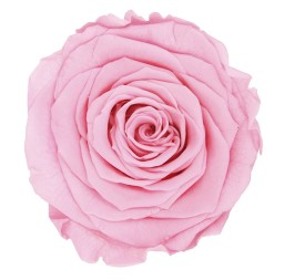 ROSE QUEEN PASTEL PINK 5 UD