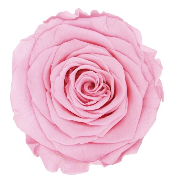 ROSE QUEEN PASTEL PINK 5 UD