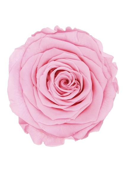 ROSE QUEEN PASTEL PINK 5 UD