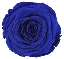 ROSE QUEEN DARK BLUE
