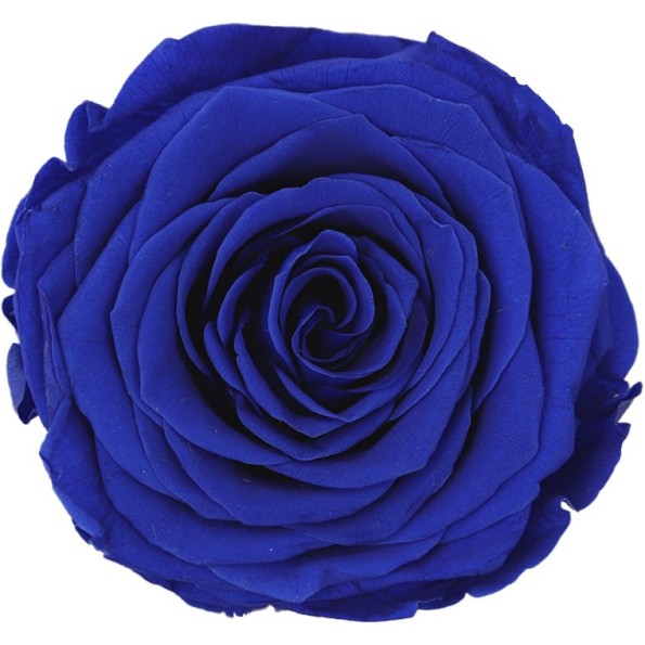 ROSE QUEEN DARK BLUE