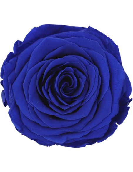 ROSE QUEEN DARK BLUE