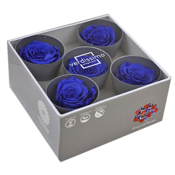 ROSE QUEEN DARK BLUE