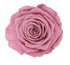 ROSE QUEEN CHERRY VINTAGE 5UD