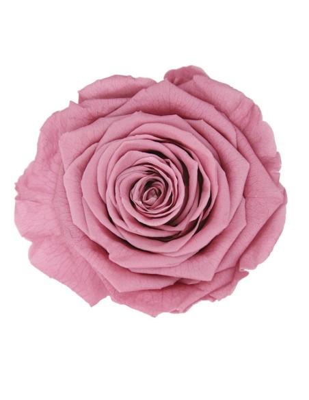 ROSE QUEEN CHERRY VINTAGE 5UD