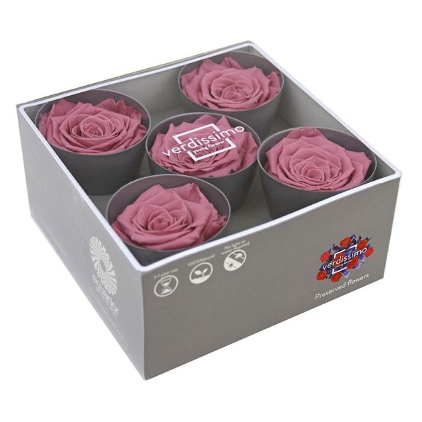 ROSE QUEEN CHERRY VINTAGE 5UD