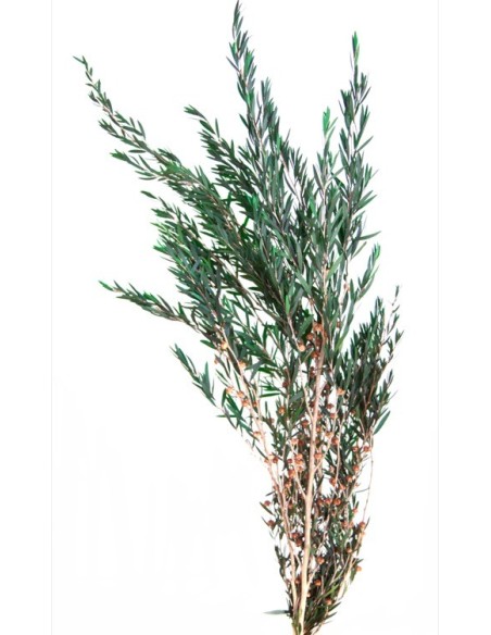 LEPTO LUNGIFOLIA GREEN 40/80